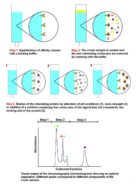 chromatograms|chromatographic separation.